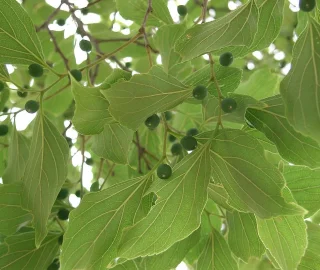 Yunnan Hackberry Tree - Ecological Benefits