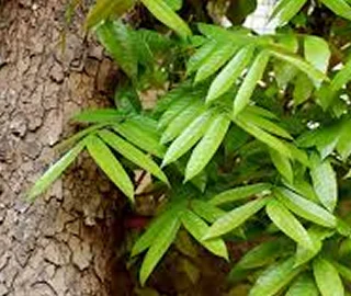 Zanzibar Mahogany Tree Characteristics