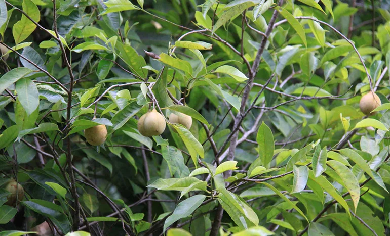 Zanzibar Nutmeg Tree - Enigmatic Spice