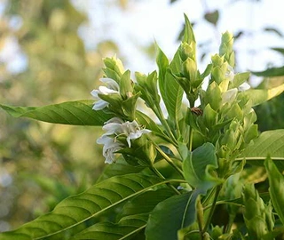 Adusa Tree Leaves - Medicinal Properties