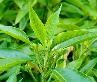 Adusa Tree Environmental Benefits