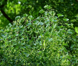 Anjan Tree Medicinal Uses