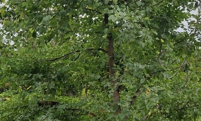 Anjan Tree - Hardwickia binata