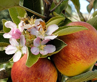Apple Tree Varieties