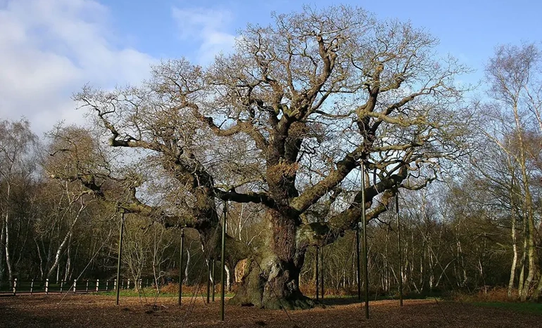 Famous Trees Around the World