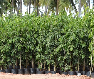 Ashoka Tree Flowers and Leaves