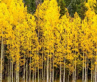 Aspen Tree Leaves - Golden Wonder