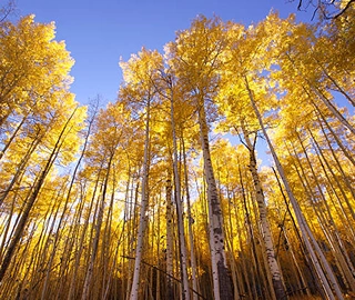 Aspen Tree - Nature's Golden Wonder