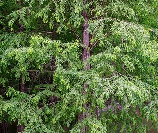 Aadusa Tree Environmental Benefits