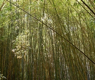 Aadusa Tree in Ayurvedic Medicine