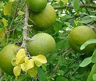 Aadusa Tree Leaves - Medicinal Properties