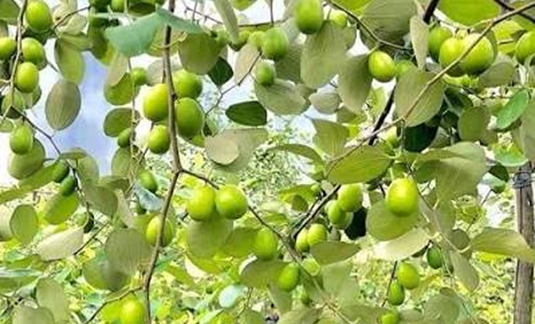 Aadusa Tree - Medicinal Plant