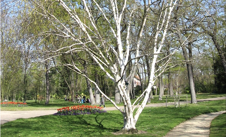 Aadusa Tree - Medicinal Plant