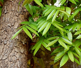 Aadusa Tree Leaves - Medicinal Properties