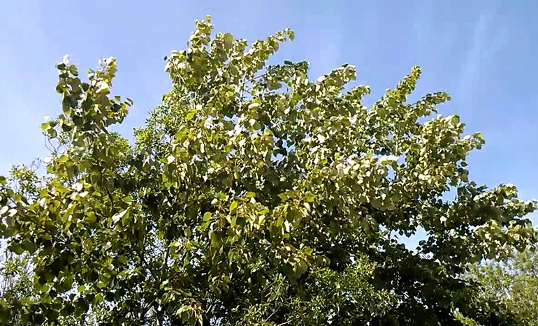 Aadusa Tree - Medicinal Plant