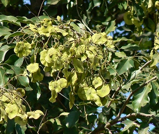 Aadusa Tree in Ayurvedic Medicine