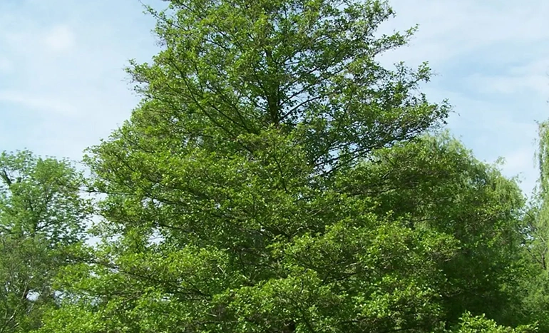 Aadusa Tree - Medicinal Plant