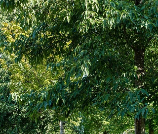 Aadusa Tree Leaves - Medicinal Properties