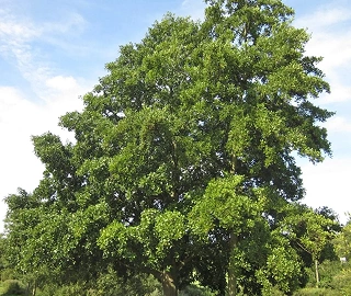 Aadusa Tree Environmental Benefits