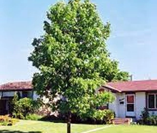 Aadusa Tree Leaves - Medicinal Properties