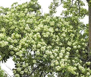 Aadusa Tree Leaves - Medicinal Properties