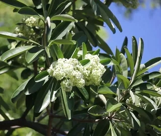 Aadusa Tree Environmental Benefits