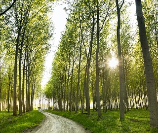 Aadusa Tree Leaves - Medicinal Properties