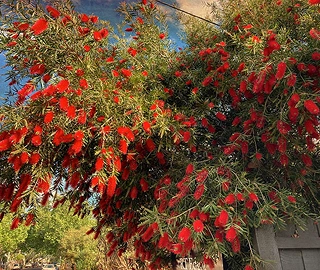 Aadusa Tree Leaves - Medicinal Properties