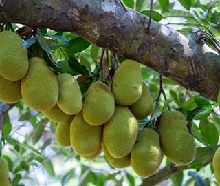 Aadusa Tree Environmental Benefits