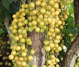 Aadusa Tree Environmental Benefits