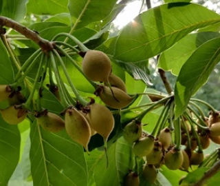 Aadusa Tree Environmental Benefits