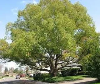 Camphorwood Tree Majesty