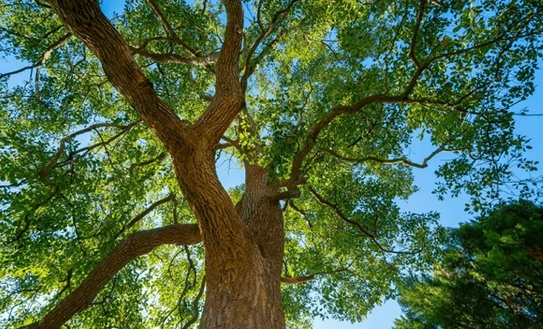 Camphorwood Tree - Aromatic Wonder