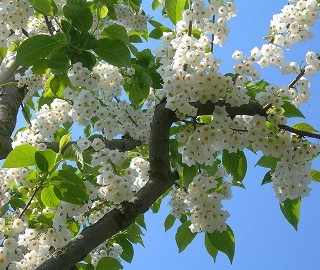 Carolina Silverbell Flowers