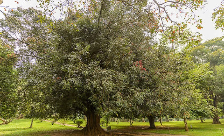 Ceylon Ironwood Tree - Nature's Resilient Wonder