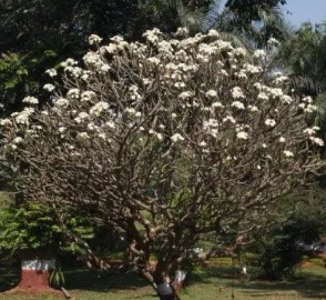 White Champa Blooms