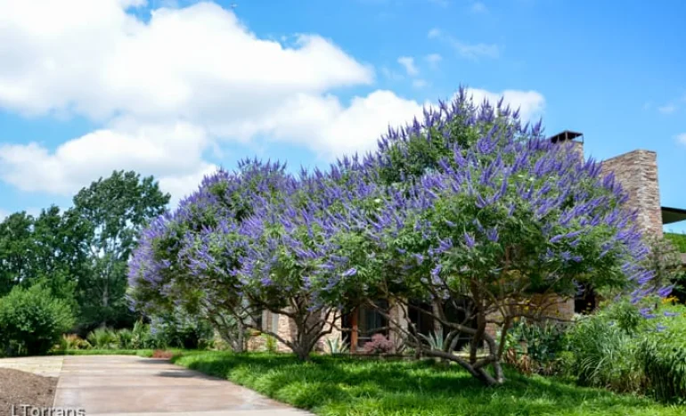 Chaste Tree - Nature's Hormonal Harmony