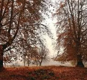 Chinar Tree in Kashmir Landscape