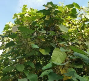 Parasol Tree Autumn Colors
