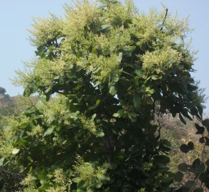 Chironji Tree with Nuts