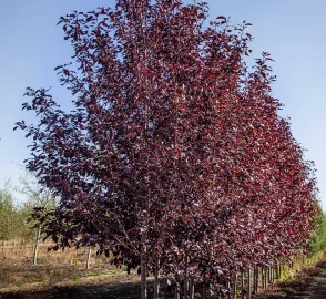 Chokecherry Tree with Fruit
