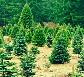 Family Decorating Christmas Tree