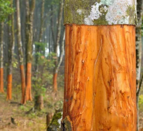 Sustainable Cinnamon Farming