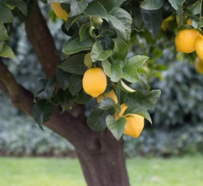 Citron Tree with Fruit