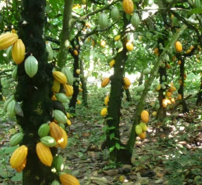 Sustainable Cocoa Farming