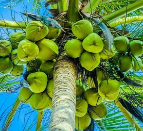 Coconut Tree on Beach