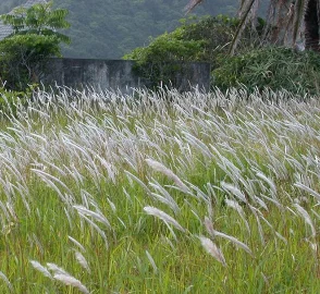Cogon Grass Field