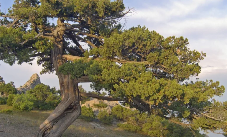 Common Juniper Tree - Nature's Resilient Wonder