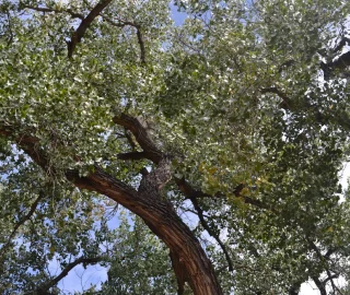 Reforestation Efforts