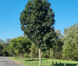 Conservation Efforts